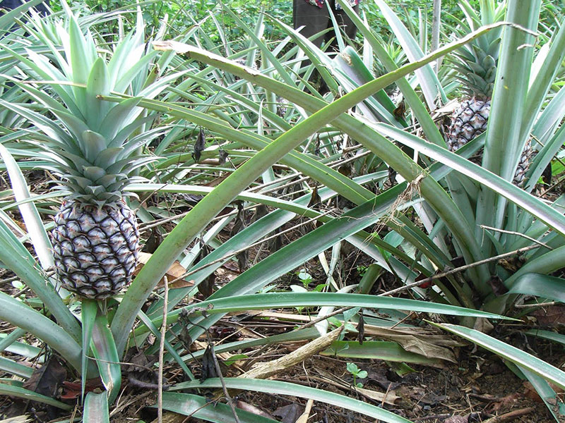 Ananaspflanze. Bildquelle © El Puente 2013.