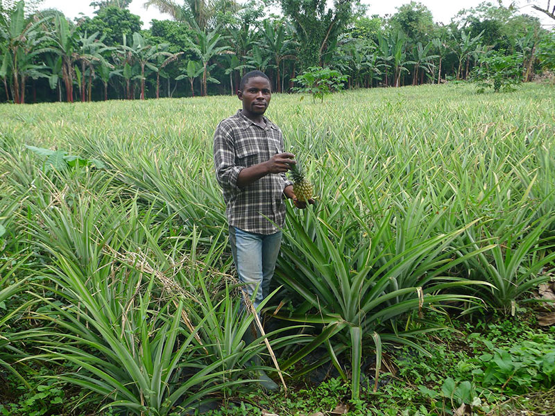 Ananasplantage. Bildquelle © El Puente 2013.