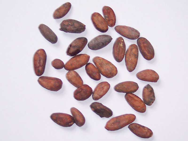 Aus der Geschichte des Kakao.