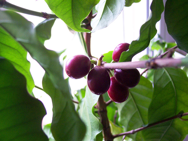 Coffea arabica.