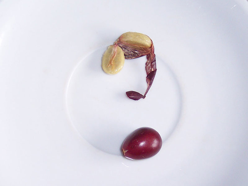 Kaffeekirsche und Samen.