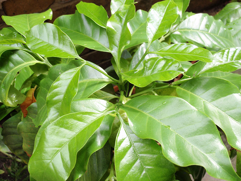 Junge Arabica-Pflanze.