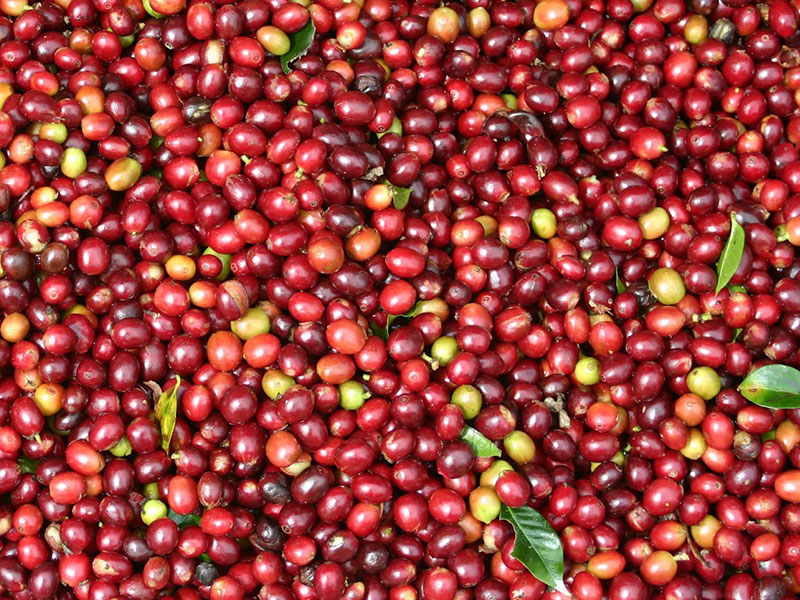 Frisch gepflückte Kaffeekirschen.