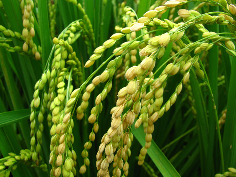 Reispflanzen. Bildquelle © Pixabay.
