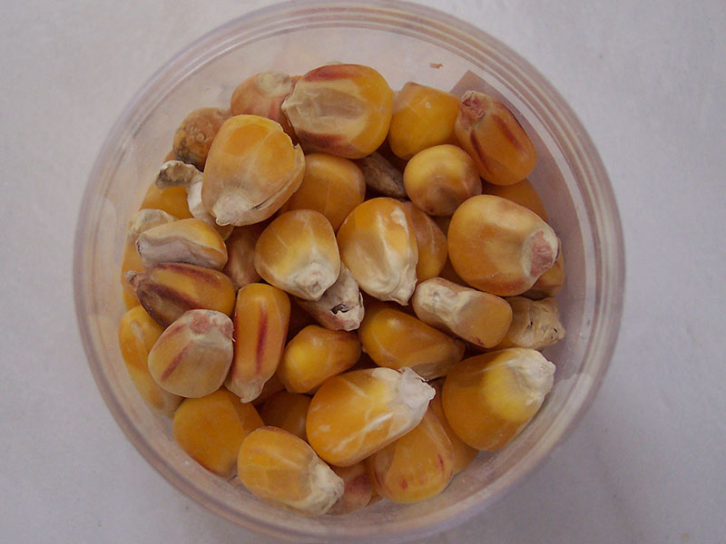 Fair gehandelter Vollkornreis.