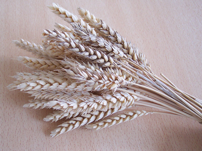 Getrocknete Weizenähren.