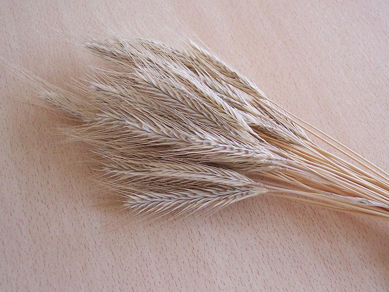 Getrocknete Roggenähren.