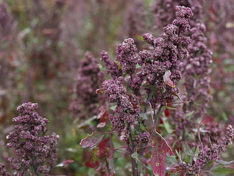 Quinuapflanzen. Bildquelle © Pixabay.