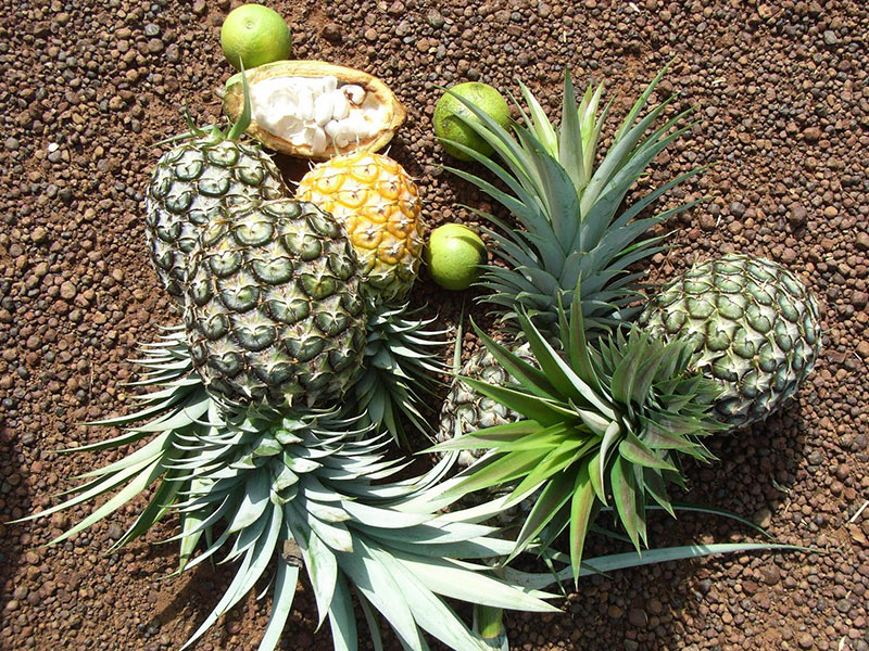 Fair gehandelte Früchte.