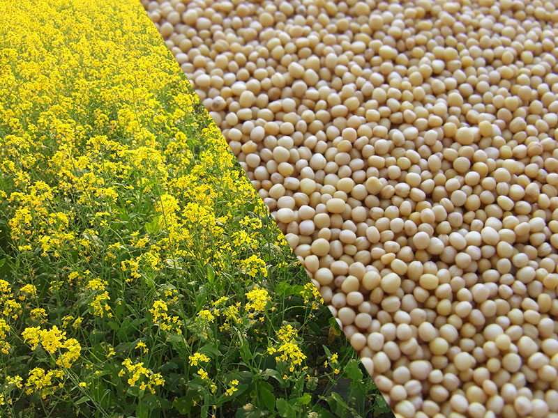 Senfpflanzen und -körner.