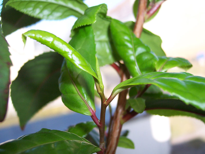 Two Leaves And The Bud.