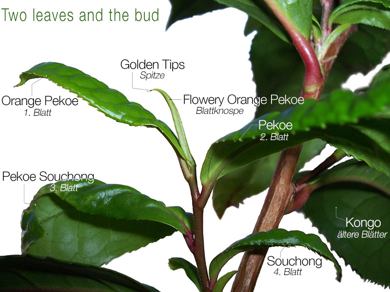 Die Teeblätter und ihre Namen.