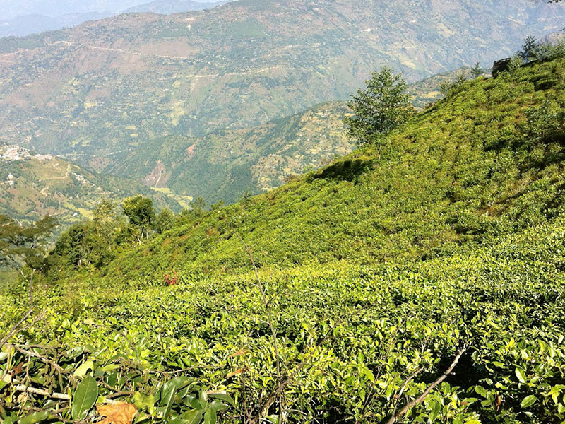 Teegärten. Bildquelle © El Puente.