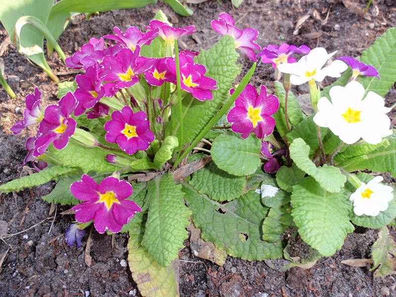 Fr&uuml;hlingserwachen.