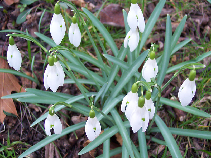 Fr&uuml;hlingsbl&uuml;ten.