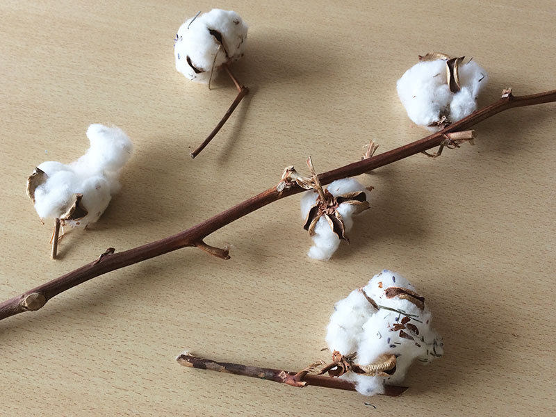 Baumwollzweige.